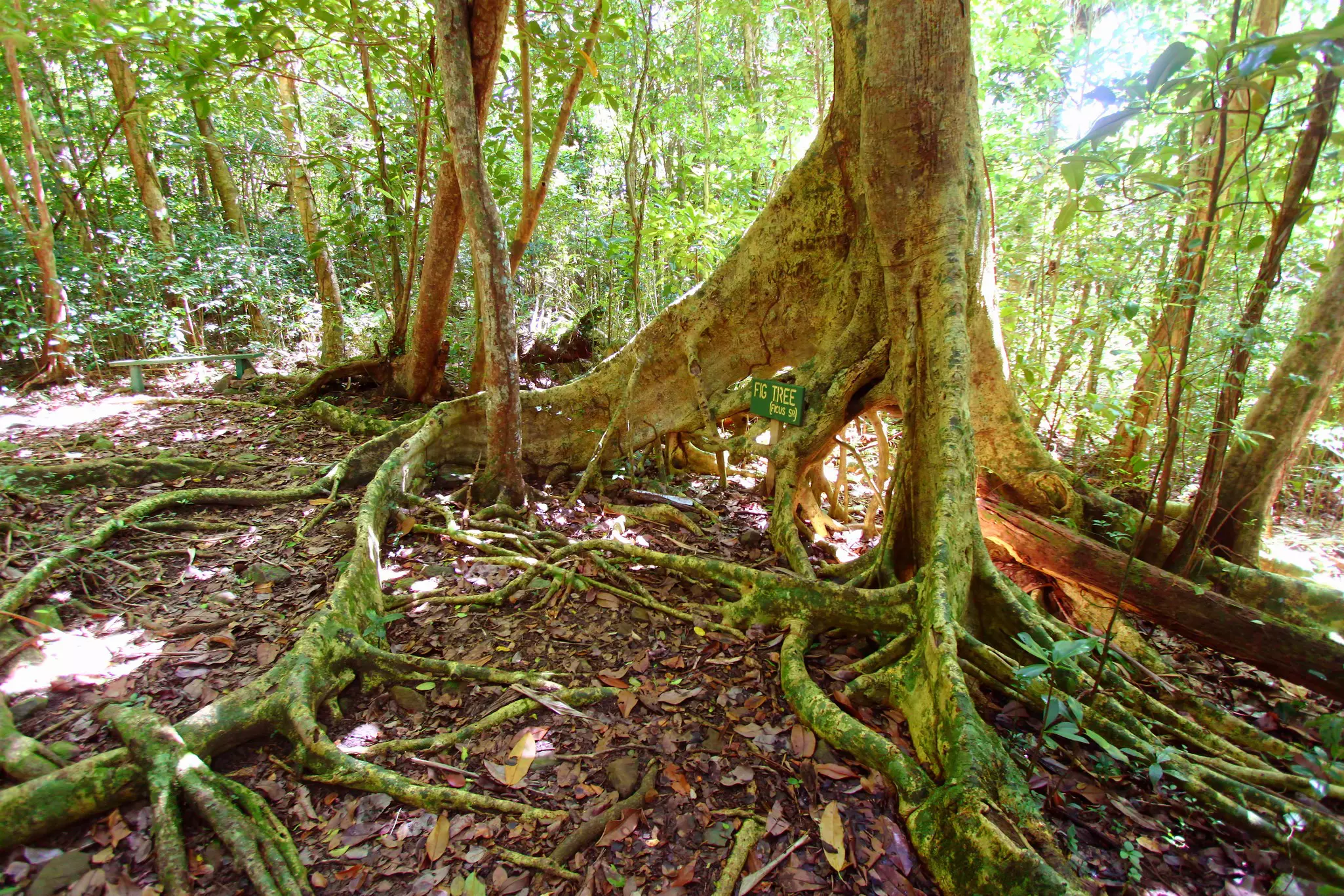 The huge roots of a fig tree in a tropical forest.