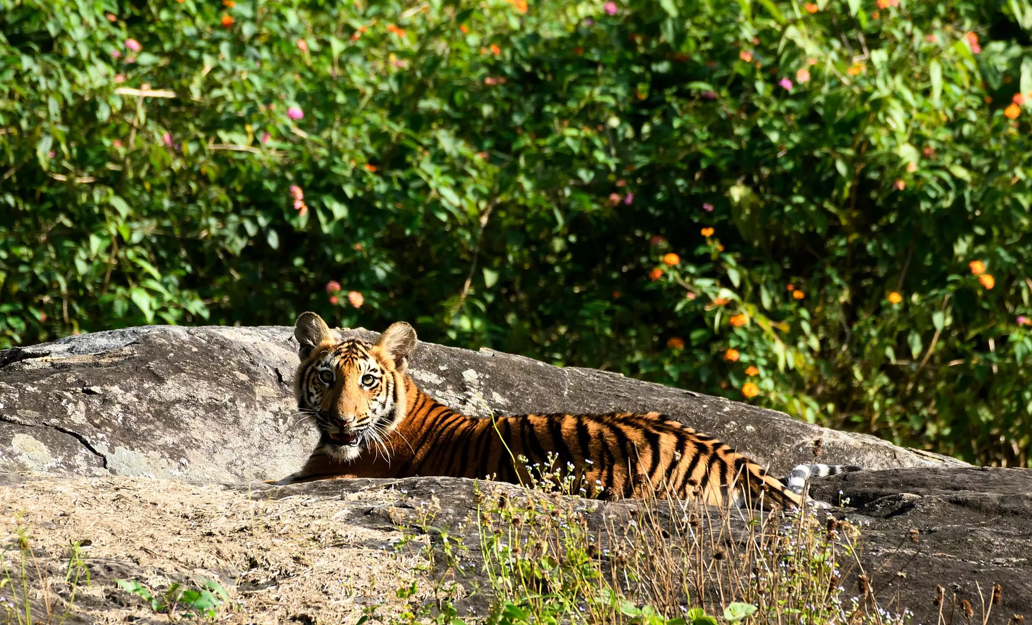 A tiger cub lies on a rock. Fruit trees are seen behind the tiger.
