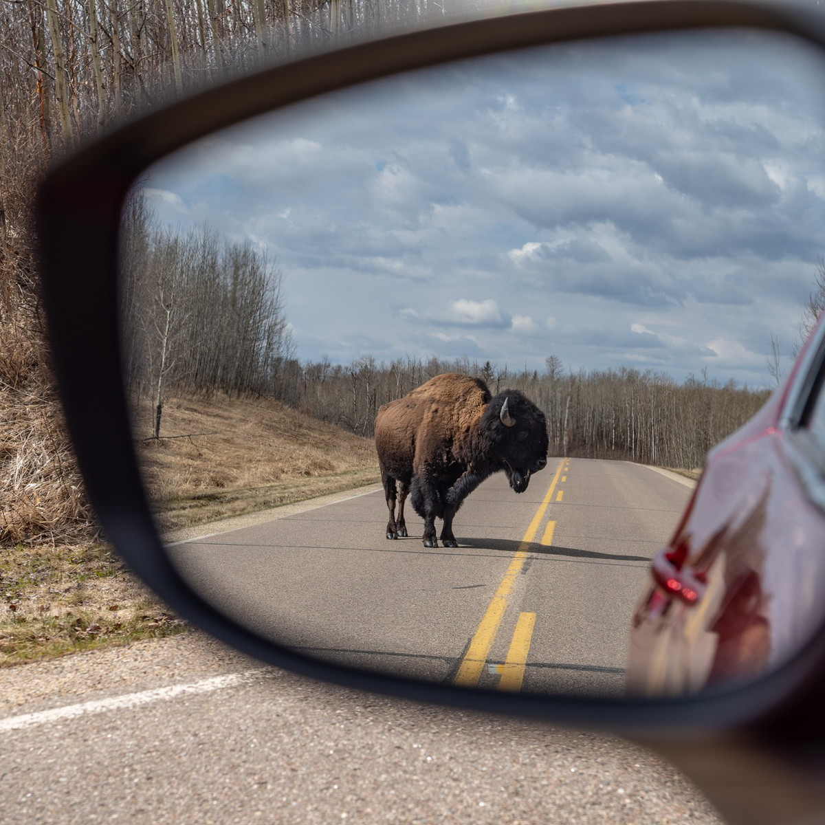 Bison, Elk Island National Park