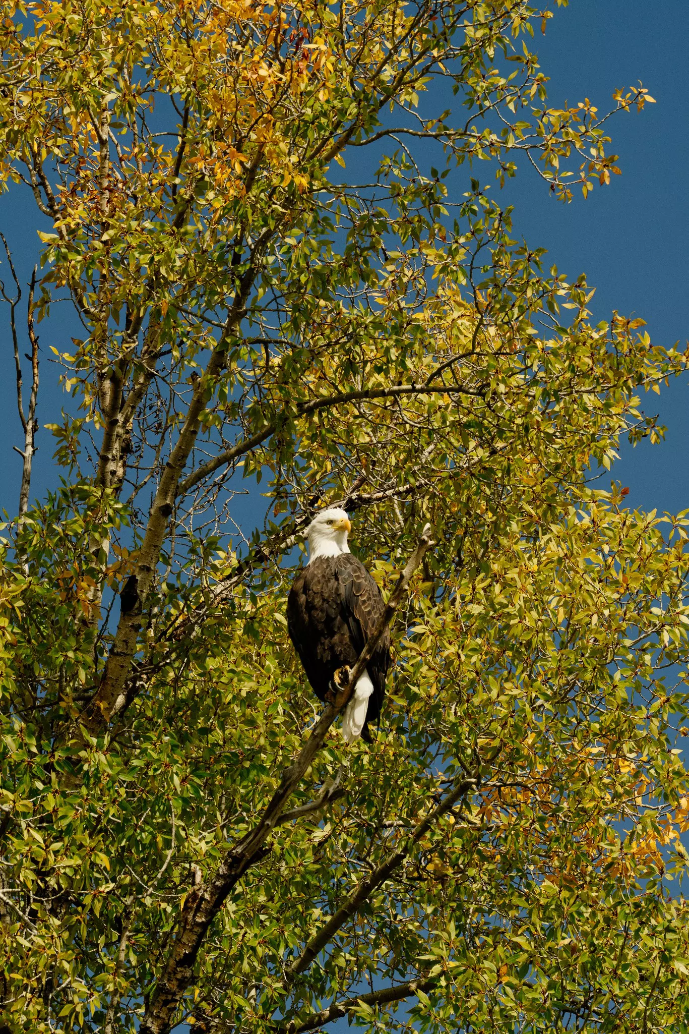 A bald eagle stands strongly on a branch of a leafy tree
