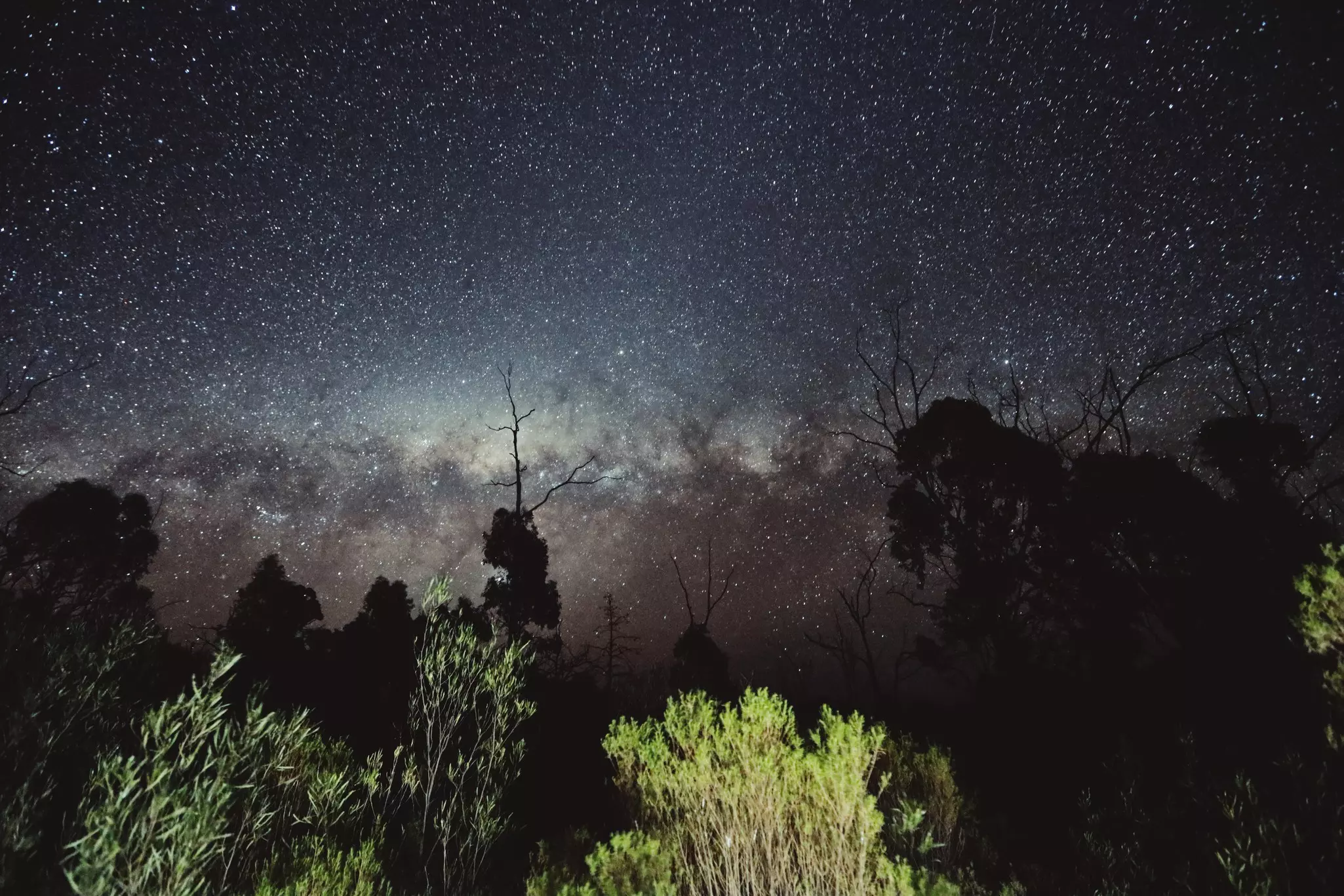 The Milky Way - a blanket of stars covering the night sky - with trees in the foreground