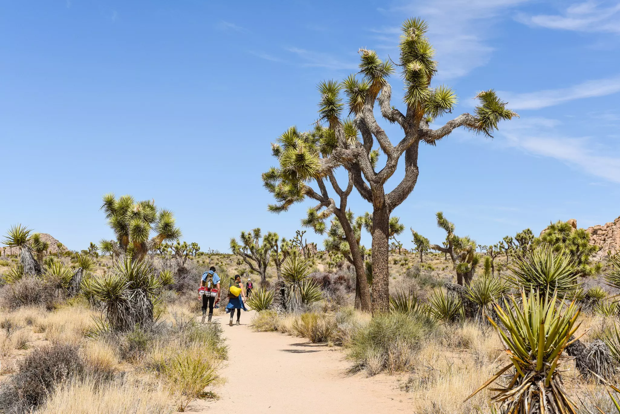 Hikers on Boy Scout Trail with Joshua trees (Yucca brevifolia) in the Joshua Tree National Park.
1180854079
blue, boy scout trail, california, desert, green, joshua, joshua tree, joshua tree national park, landscape, national park, natural, nature, out...