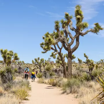 Hikers on Boy Scout Trail with Joshua trees (Yucca brevifolia) in the Joshua Tree National Park.
1180854079
blue, boy scout trail, california, desert, green, joshua, joshua tree, joshua tree national park, landscape, national park, natural, nature, out...