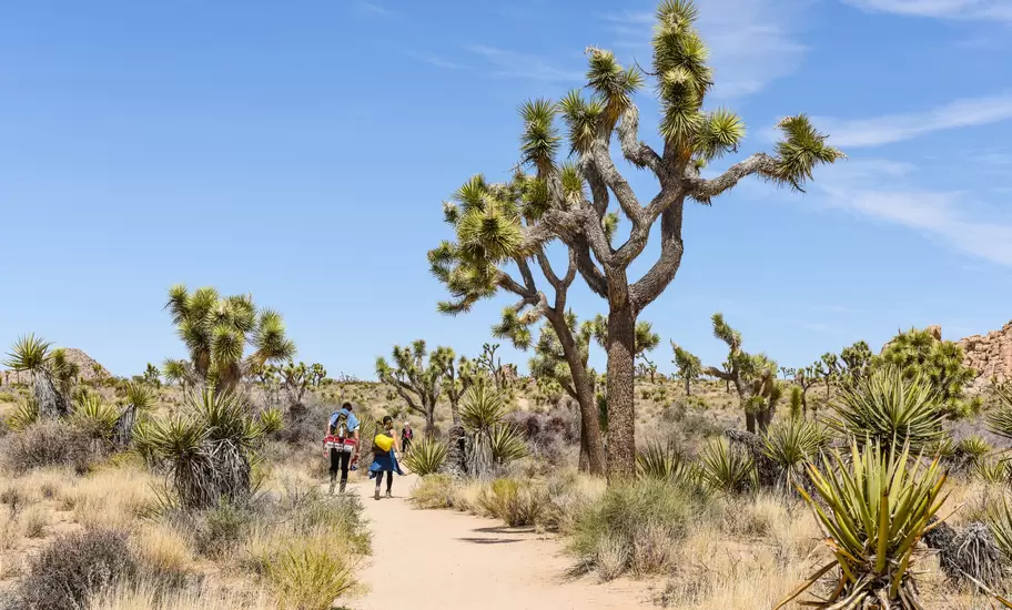 Hikers on Boy Scout Trail with Joshua trees (Yucca brevifolia) in the Joshua Tree National Park.
1180854079
blue, boy scout trail, california, desert, green, joshua, joshua tree, joshua tree national park, landscape, national park, natural, nature, out...