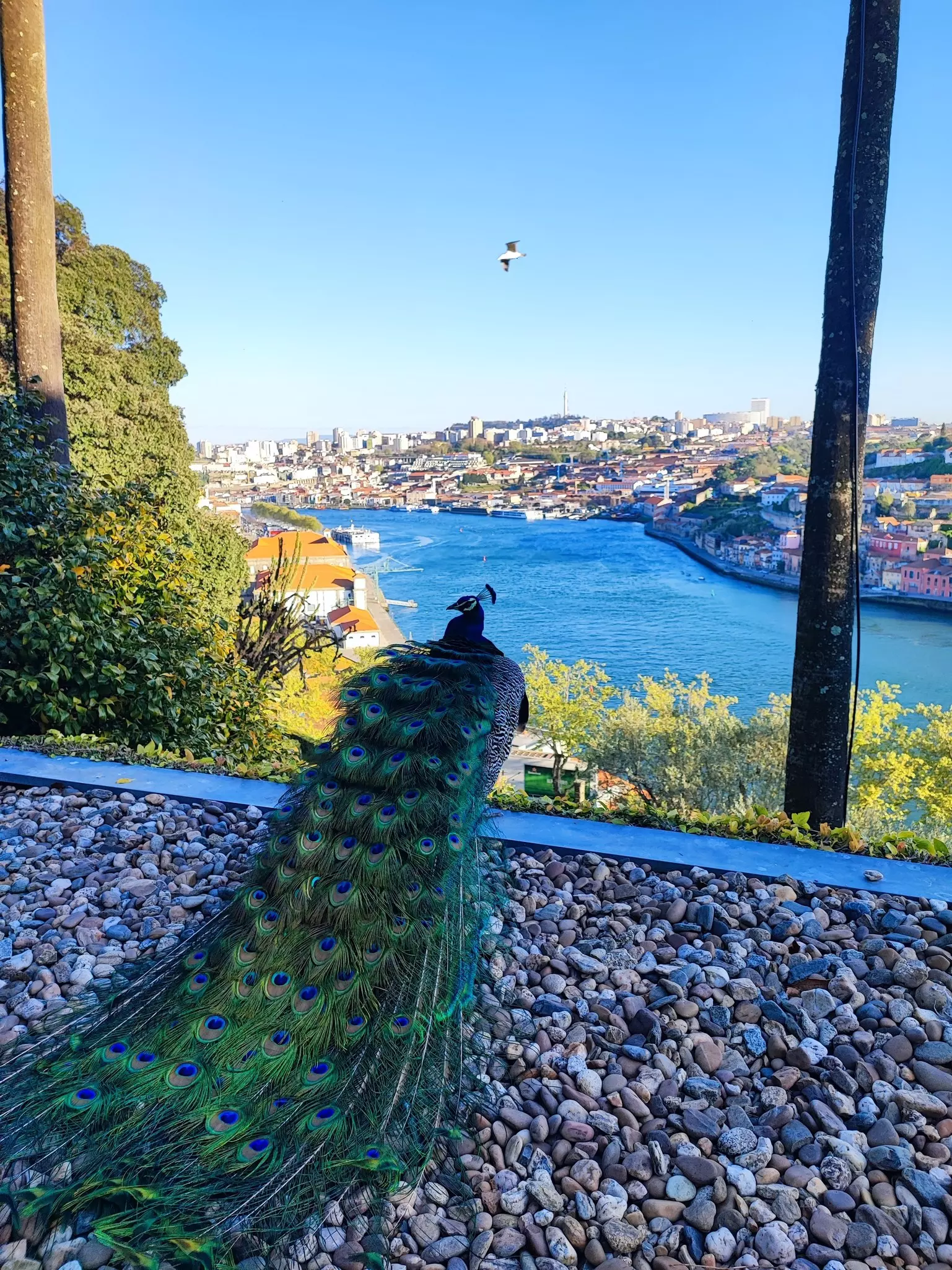 A peacock with its long tail feathers extended, looking out at a river and city view.