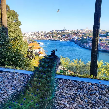 A peacock with its long tail feathers extended, looking out at a river and city view.