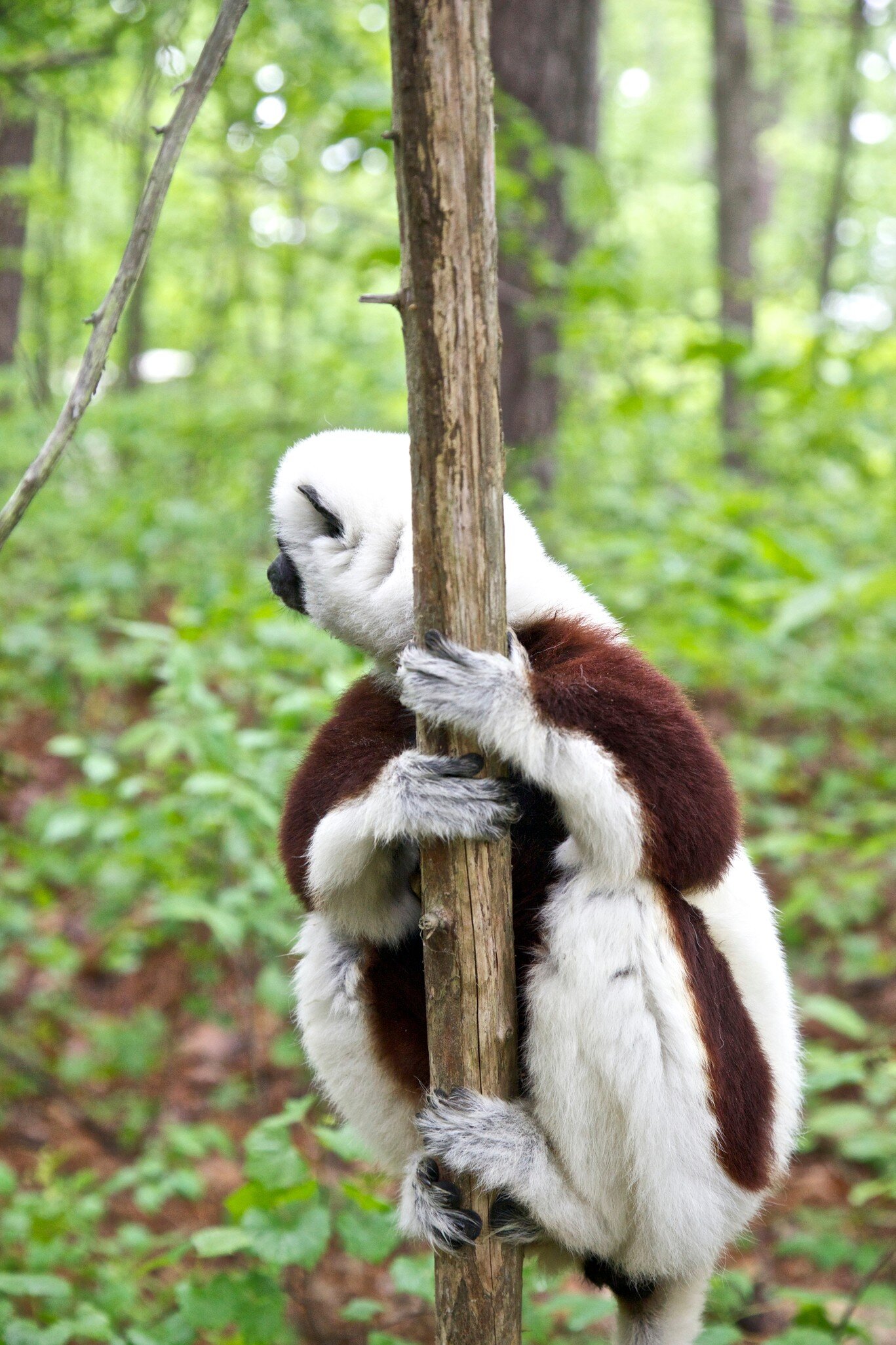 USA, North Carolina, Duke Lemur Center Coquerel's Sifaka. Captive.; Shutterstock ID 1285116352;