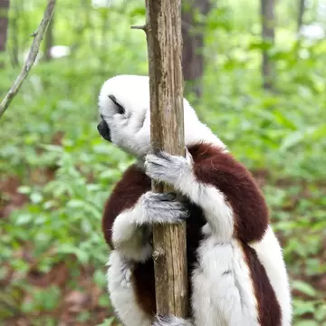 USA, North Carolina, Duke Lemur Center Coquerel's Sifaka. Captive.; Shutterstock ID 1285116352;