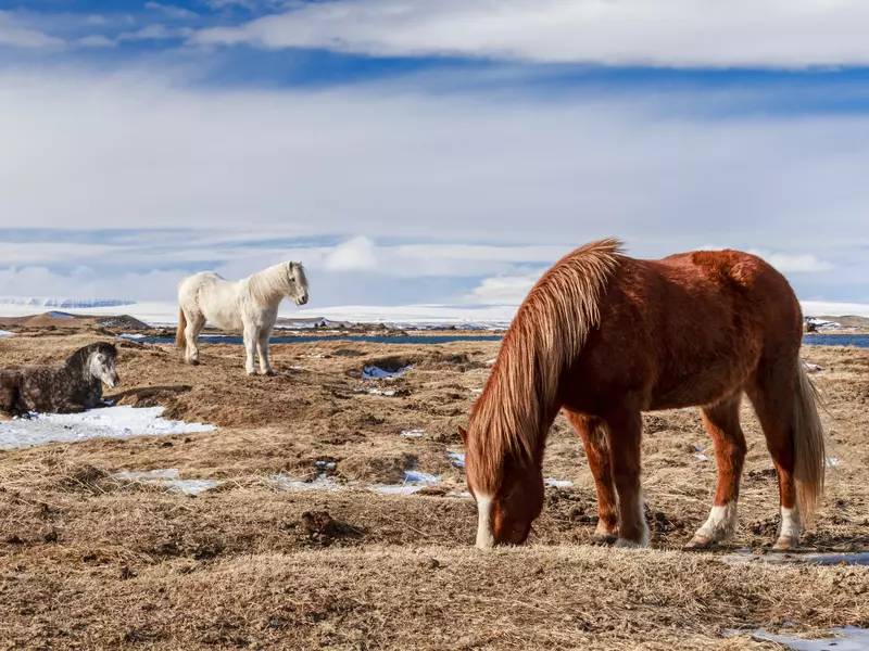 A group of 3 Icelandic horses standing on a barren, snowy field, with volcanic craters in the background - at lake Myvatn.