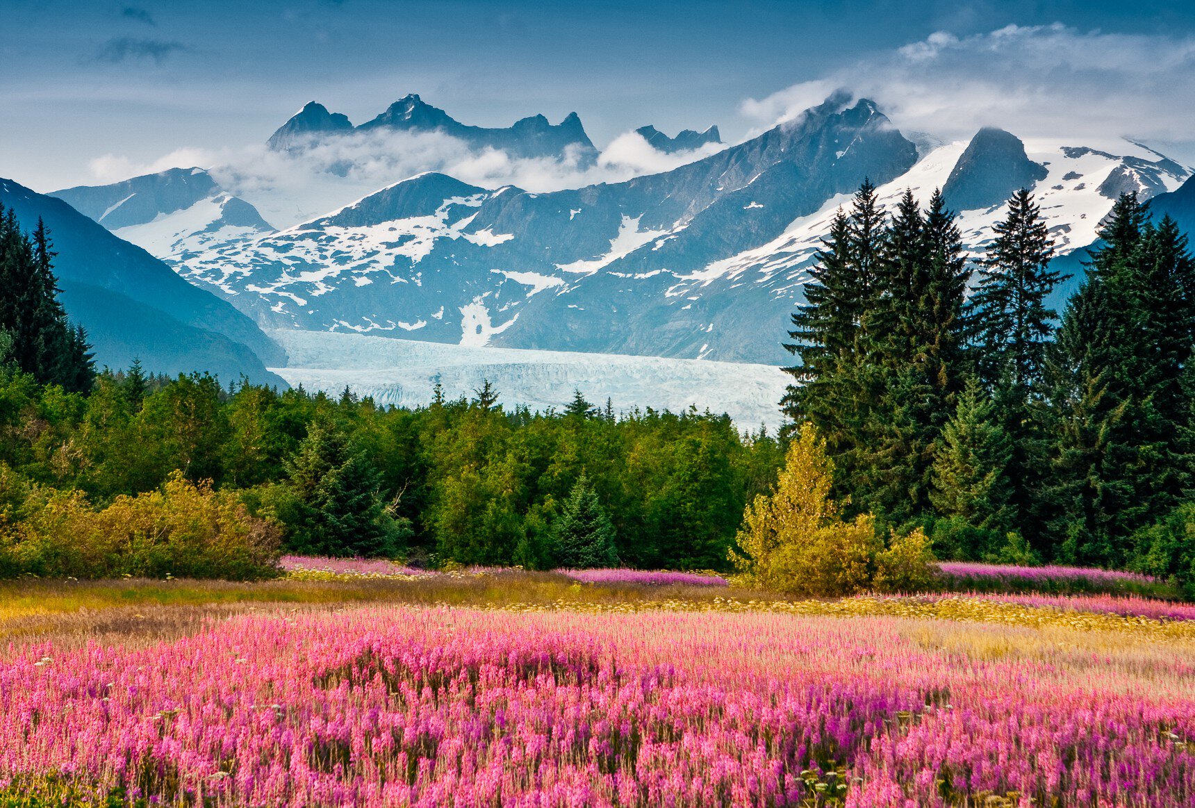 A field in bloom with pink flowers. A large white glacier sits in the distant valley between snowcapped mountains.