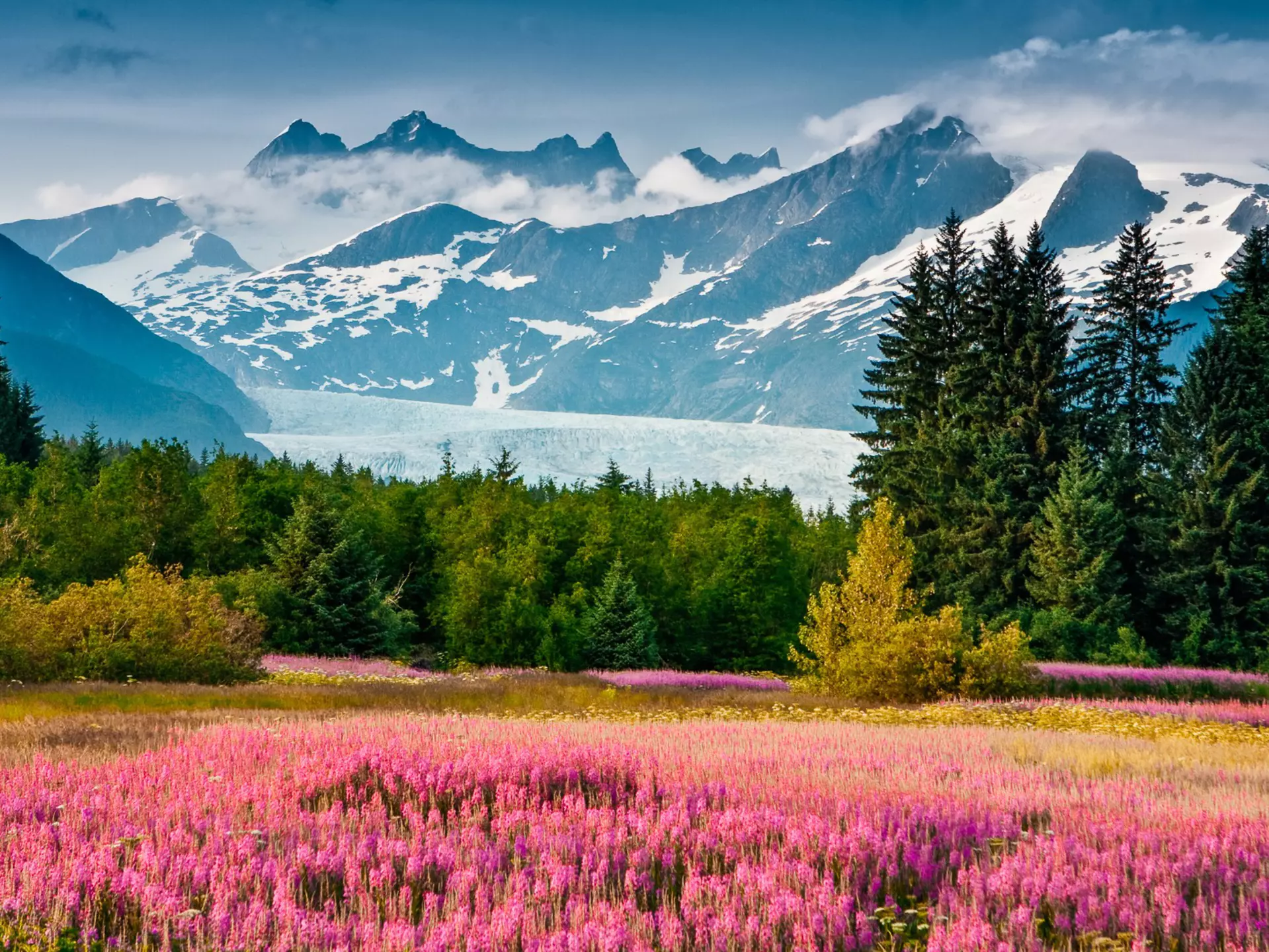 A field in bloom with pink flowers. A large white glacier sits in the distant valley between snowcapped mountains.