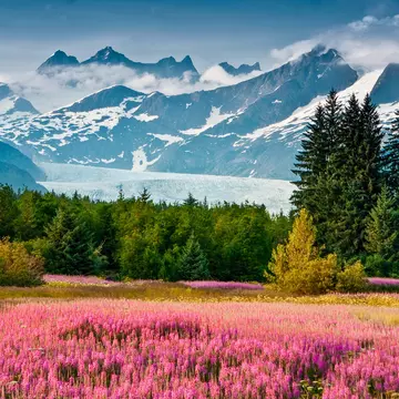 A field in bloom with pink flowers. A large white glacier sits in the distant valley between snowcapped mountains.