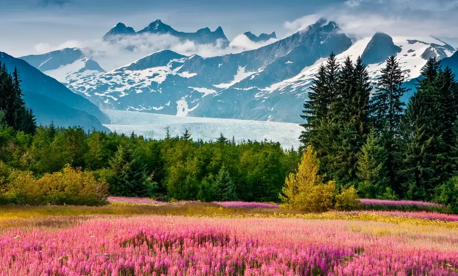 A field in bloom with pink flowers. A large white glacier sits in the distant valley between snowcapped mountains.