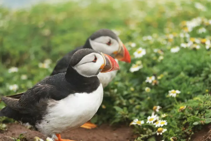 The family was treated to multiple sightings of puffins on Skomer Island - a highlight of their holiday © Kerry Walker