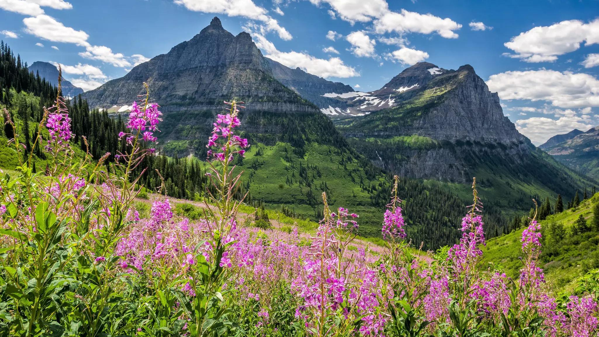 The appropriately named Garden Wall in Glacier National Park is a prime wildflower-viewing location. Qiaohuavip / Getty Images