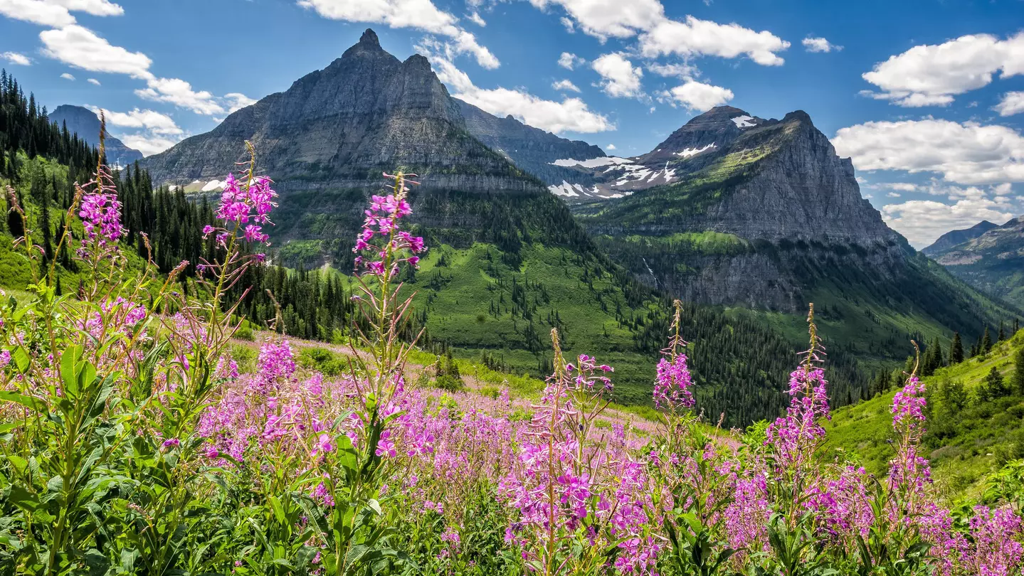 Fuchsia-colored flowers in the foreground with green grass leading to mountain peaks with patches of snow.