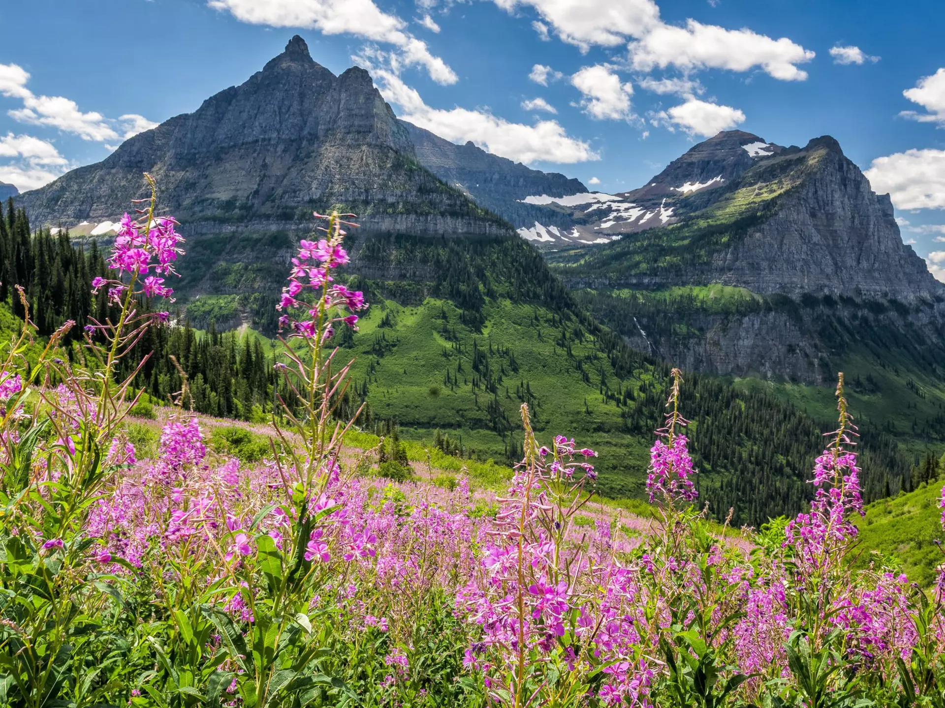 Fuchsia-colored flowers in the foreground with green grass leading to mountain peaks with patches of snow.