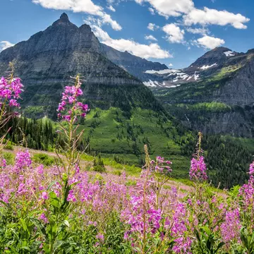 Fuchsia-colored flowers in the foreground with green grass leading to mountain peaks with patches of snow.