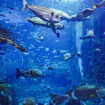 Vise of fish in a tank at the Aquarium in San Sebastián, Spain.