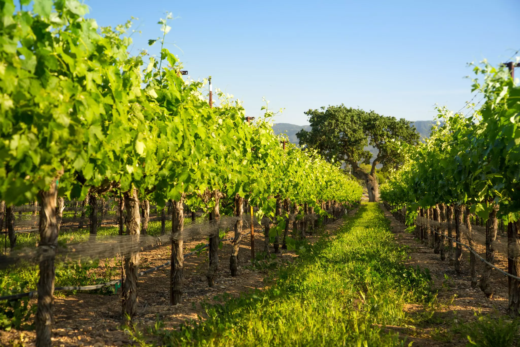 Rows of lush green vineyard grapevines with an oak tree in the distance