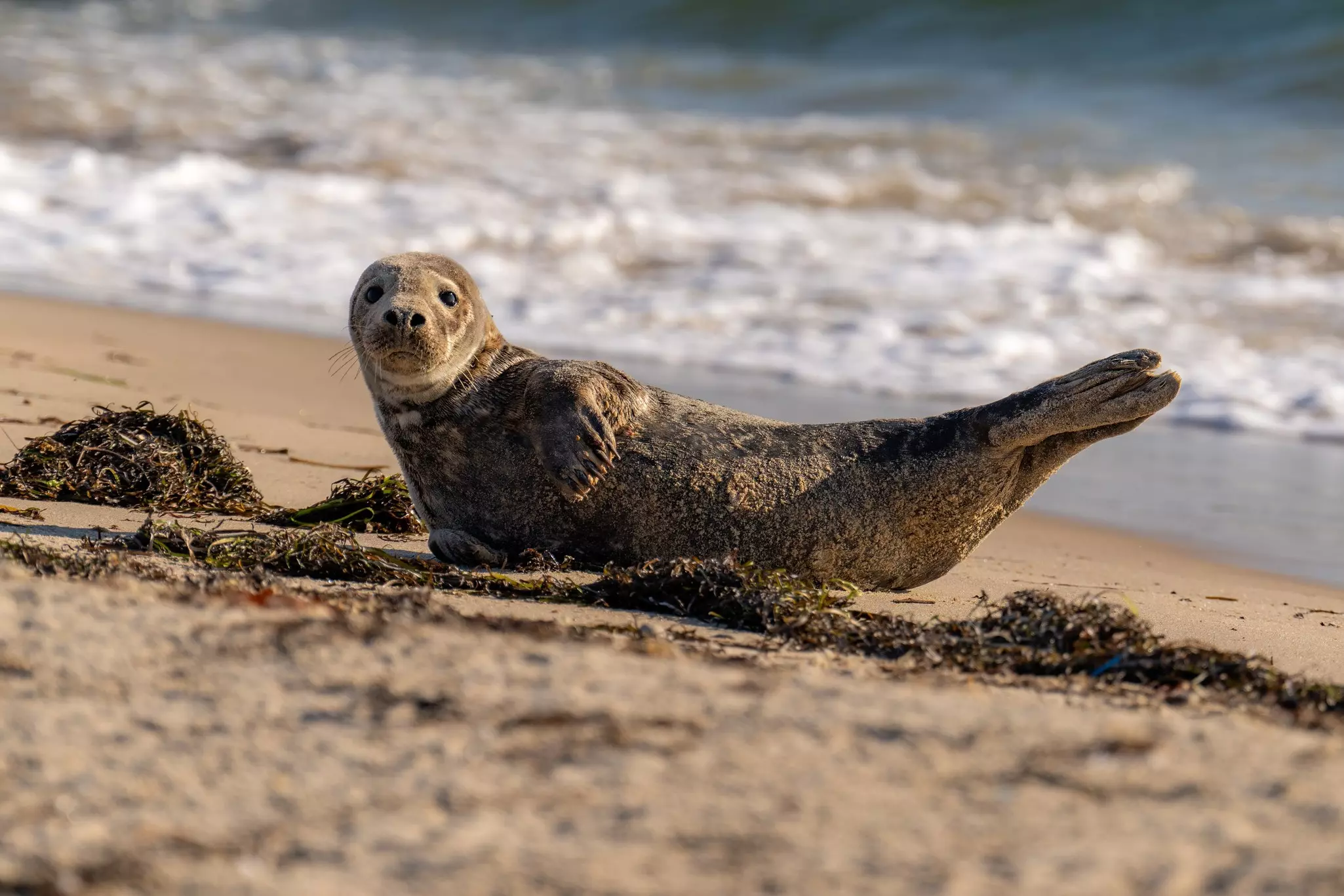 A harbor seal on the beach at Block Island, Rhode Island.