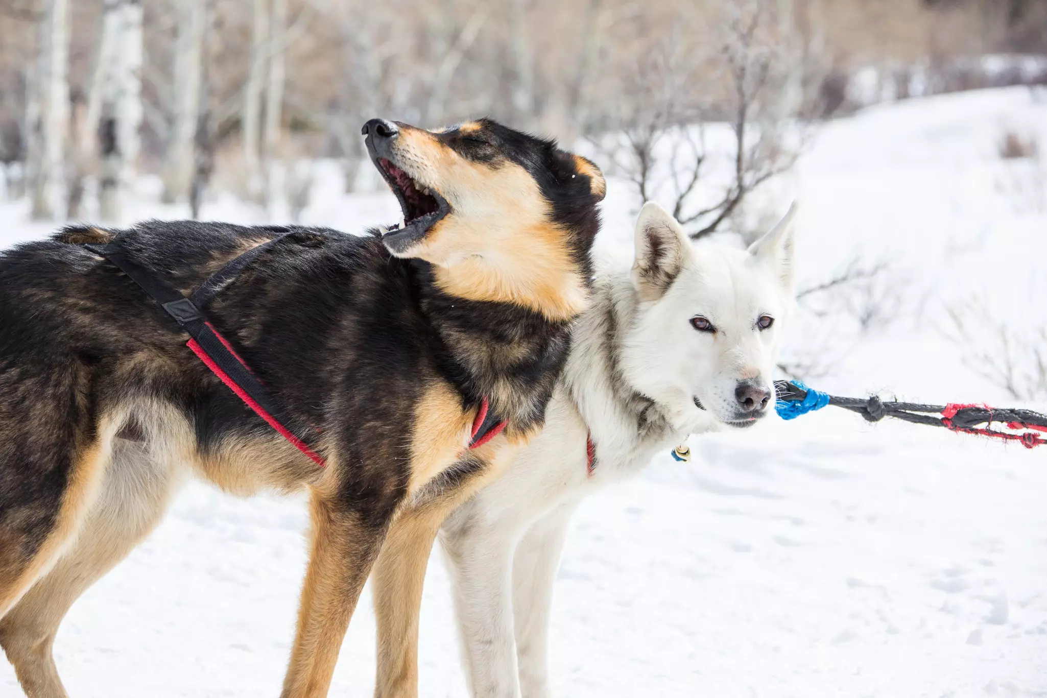 Numerous Vail companies offer sledding excursions, before which you can get to know the husky dogs that will pull you along through the snow. Brent Bingham Photography/Getty Images