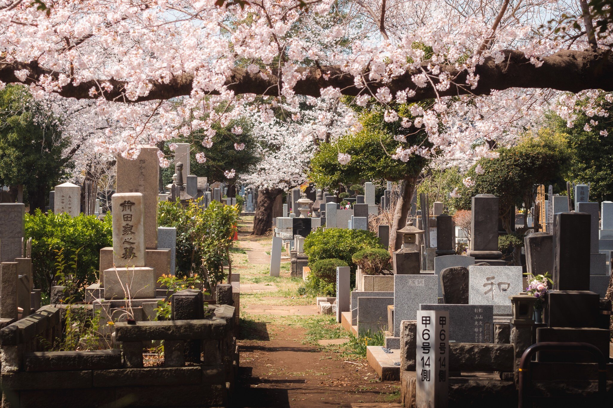 Yanaka Cemetery, Tokyo, Japan - March 2022: People walking along the main walk of Yanaka Cemetery under sakura, cherry blossoms, and enjoying the spring festival 'Hanami', License Type: media, Download Time: 2026-04-03T15:56:21.000Z, User: esterpyykko45, Editorial: true, purchase_order: 65050 - Digital Destinations and Articles, job: Lonely Planet, client: app content , other: Ester Pyykko
