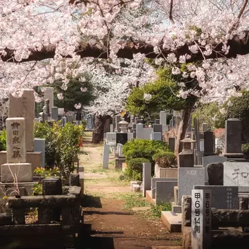 Yanaka Cemetery, Tokyo, Japan - March 2022: People walking along the main walk of Yanaka Cemetery under sakura, cherry blossoms, and enjoying the spring festival 'Hanami', License Type: media, Download Time: 2026-04-03T15:56:21.000Z, User: esterpyykko45, Editorial: true, purchase_order: 65050 - Digital Destinations and Articles, job: Lonely Planet, client: app content , other: Ester Pyykko
