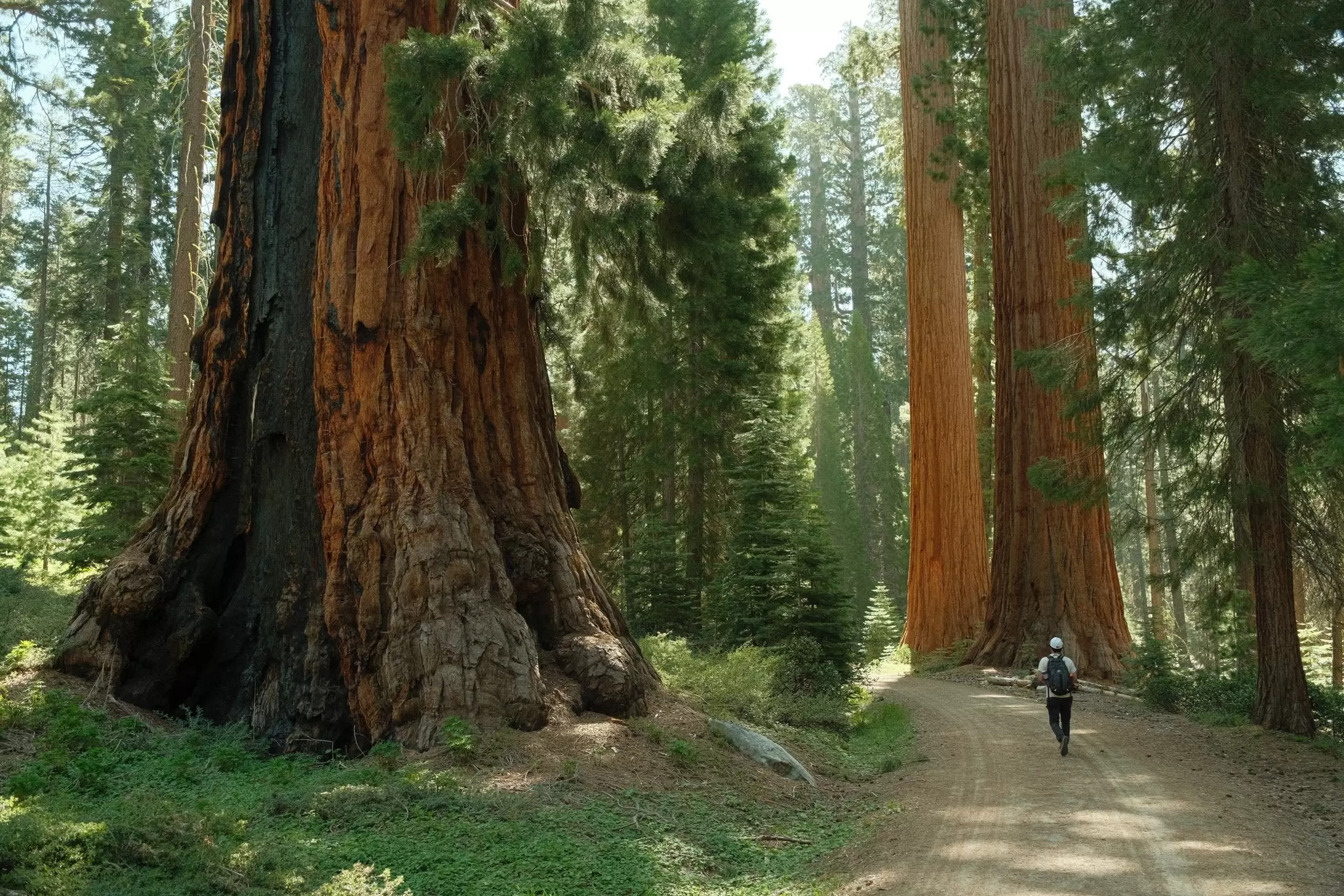 Hiker tourist walking through Ancient giant sequoia trees (Sequoiadendron giganteum) at Mariposa Grove in Yosemite National Park.