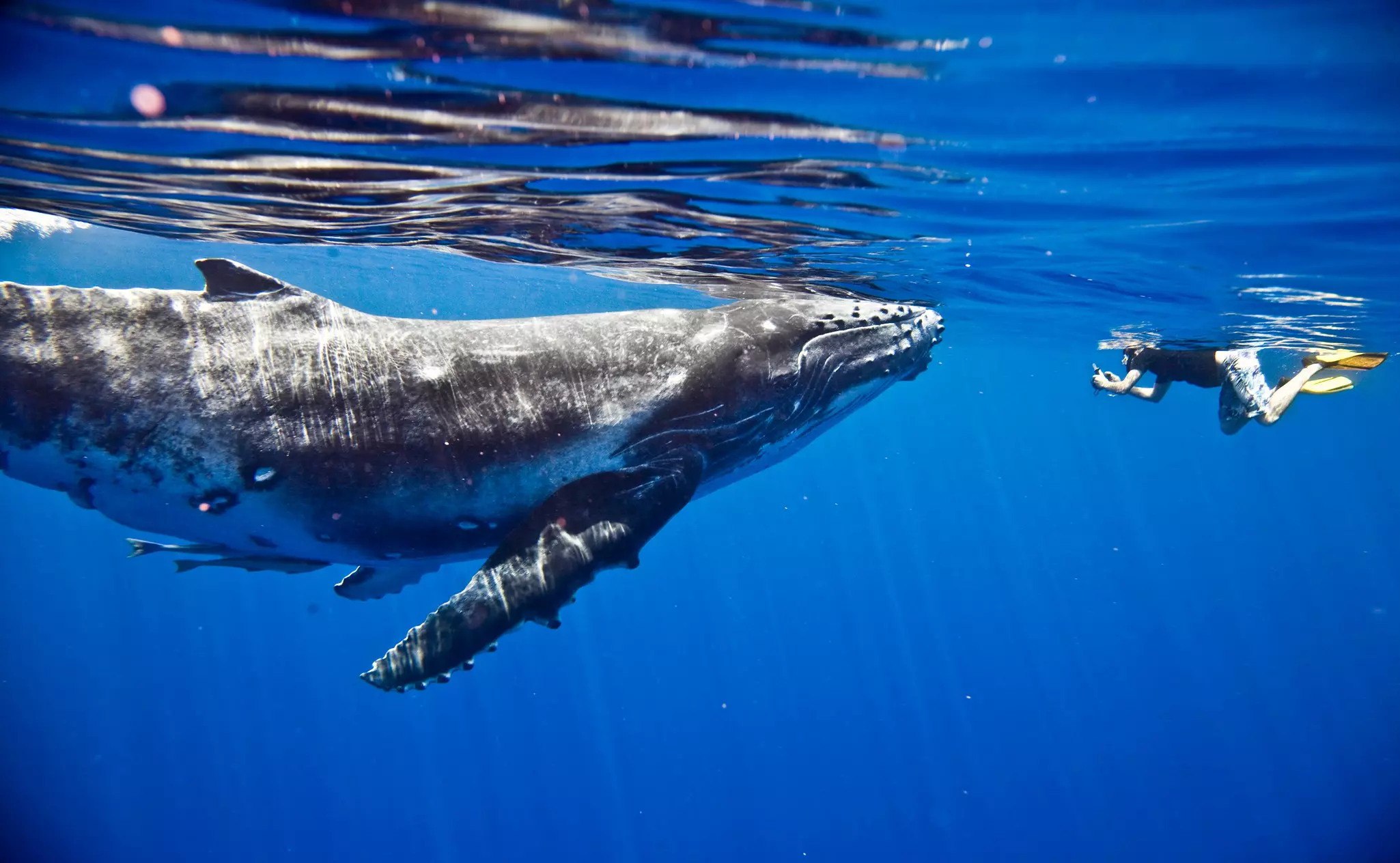 A swimmer close to a humpback whale off the island of Mo'orea, French Polynesia.
