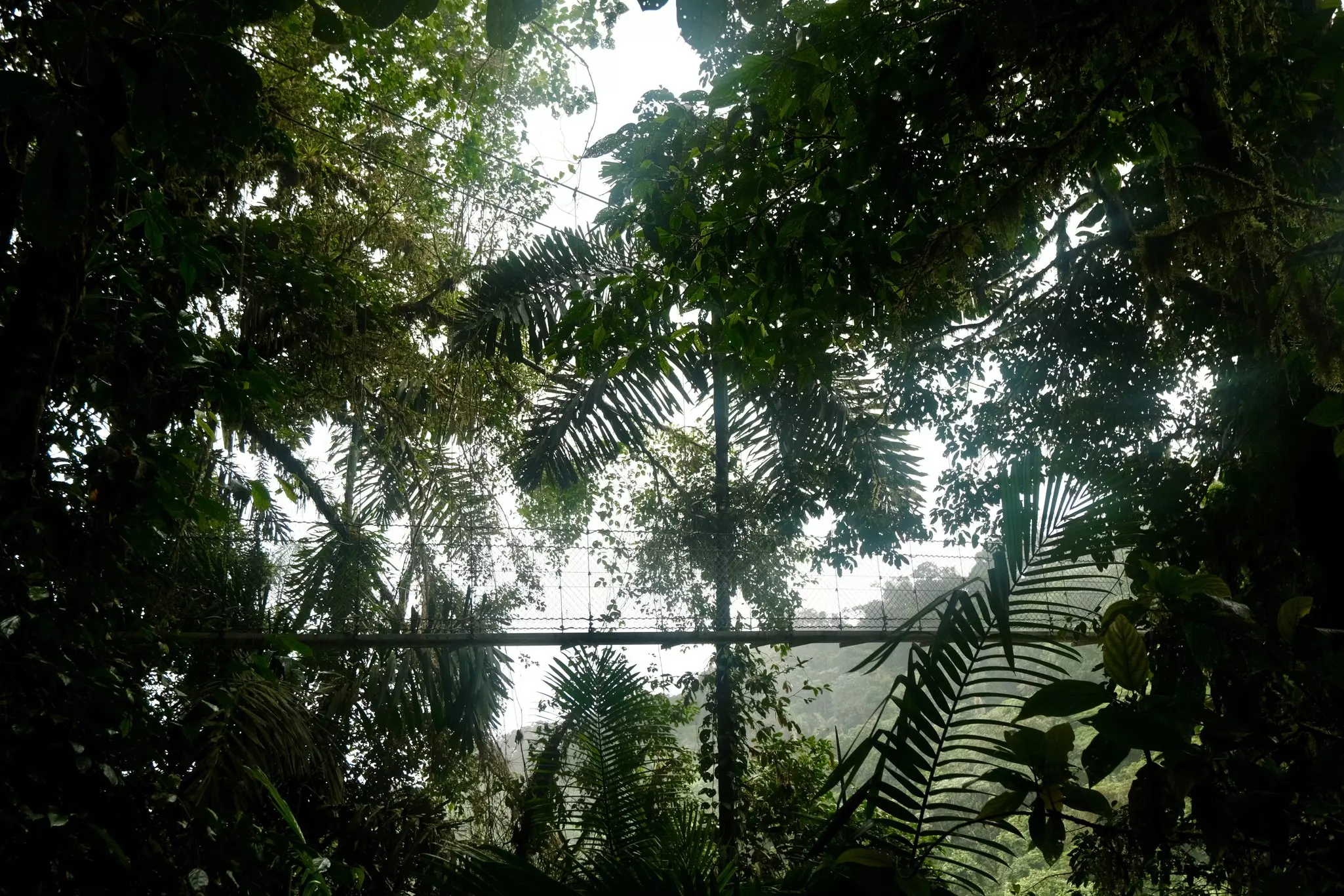 a hanging bridge surrounded by lush green rainforest