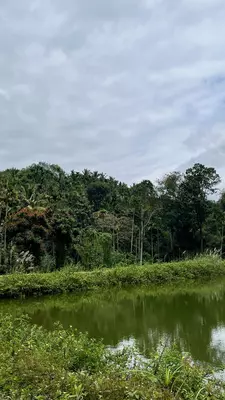 A water feature in Tranquil estate, Kerala