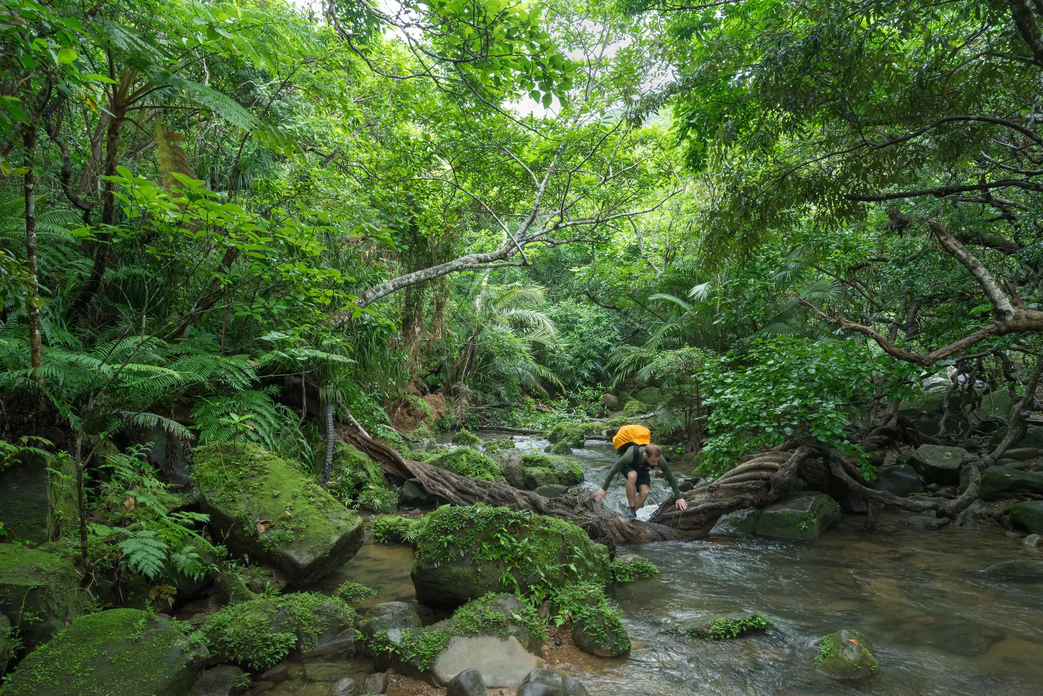 A man clambers over a large tree trunk to access a river while hiking in dense green jungle