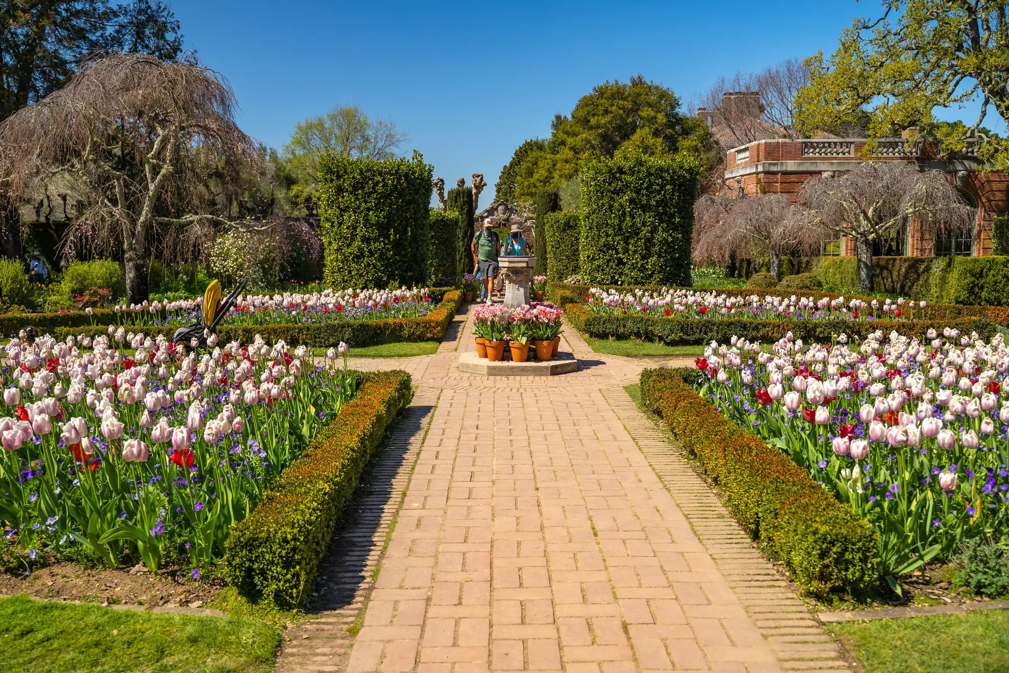 Blooming tulips in beds around a brick path.