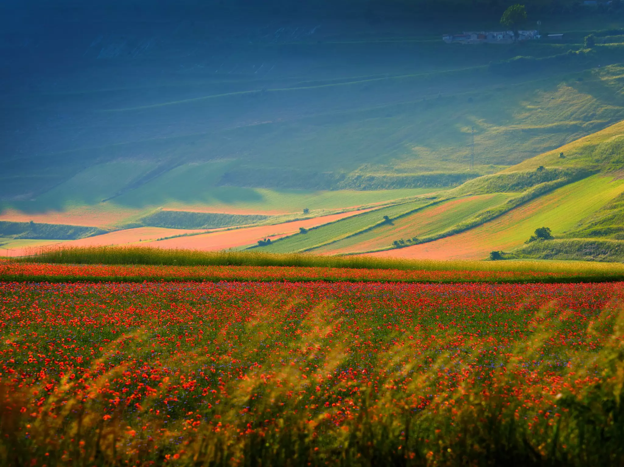 Flowery fields of Pian Piccolo near Castellucio di Norcia. aaltair/Shutterstock