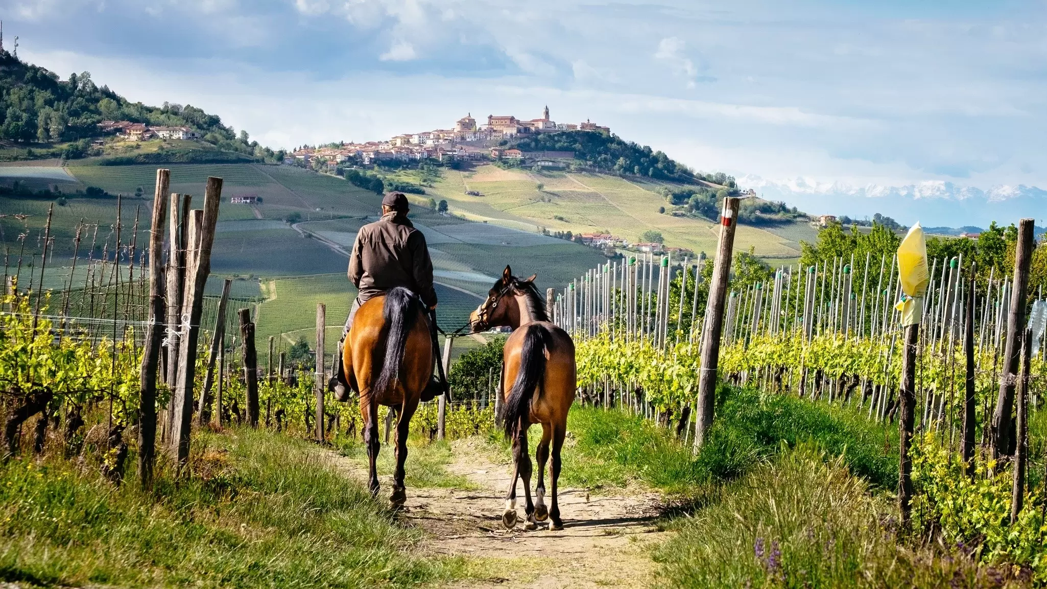 The vineyards of Barolo, Piedmont. Daniele Codegoni/Shutterstock