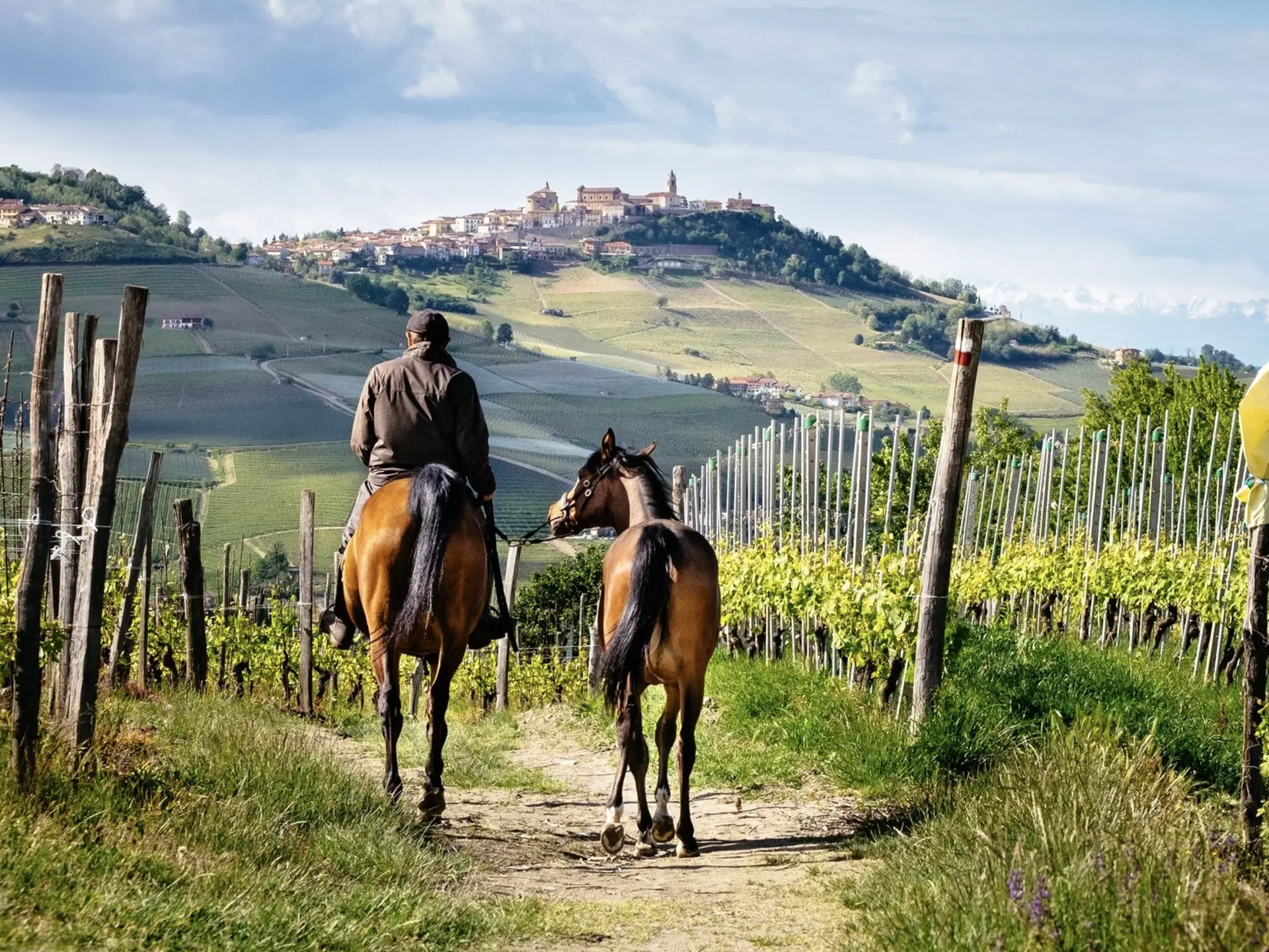 The vineyards of Barolo, Piedmont. Daniele Codegoni/Shutterstock