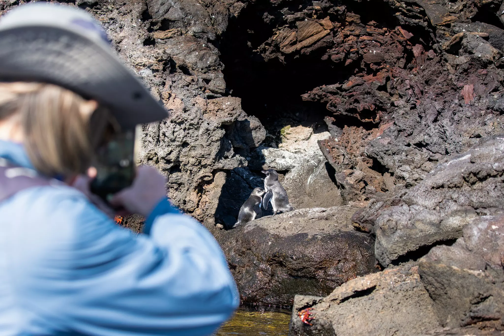 A traveler takes a photo of two Galápagos penguins © Sebastian Modak / Lonely Planet