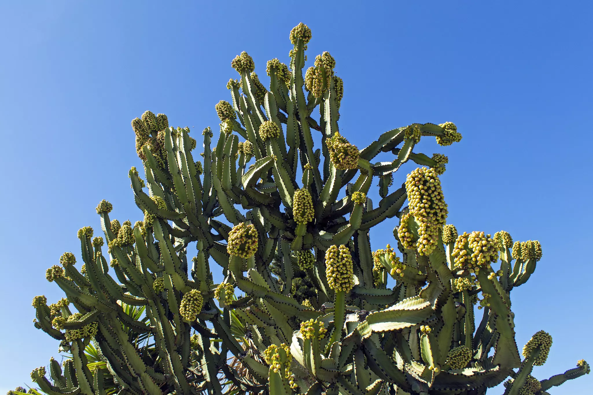 A unique structural cactus on a pristine blue sky