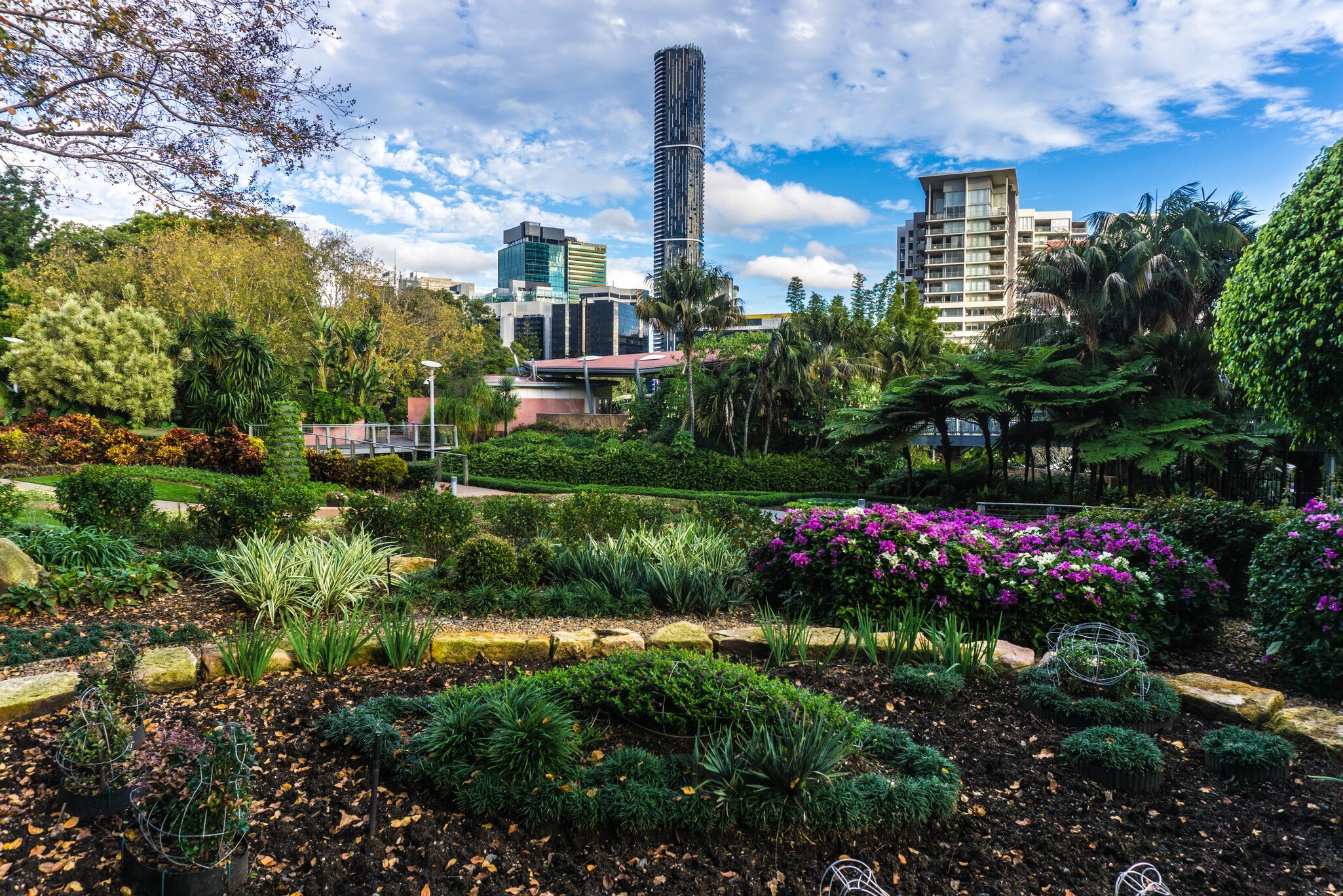 Brisbane City Botanical Gardens with skyline, Queensland, Australia.