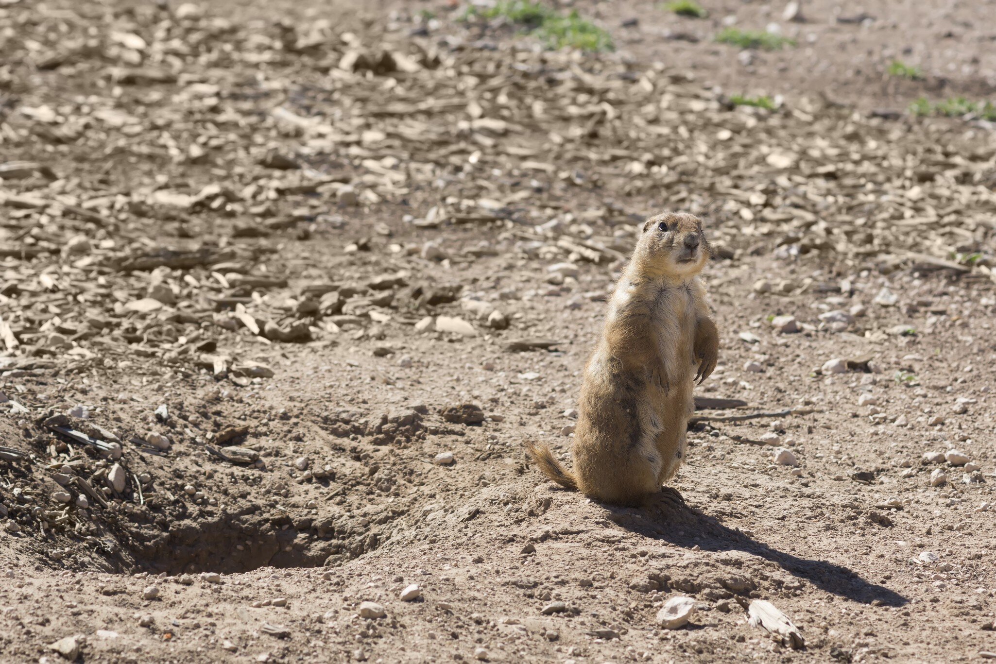 Black-tailed Prairie Dog standing near burrow. Mackenzie Park, Lubbock, TX, US; Shutterstock ID 397172308;