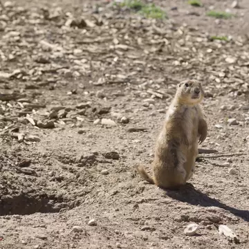 Black-tailed Prairie Dog standing near burrow. Mackenzie Park, Lubbock, TX, US; Shutterstock ID 397172308;