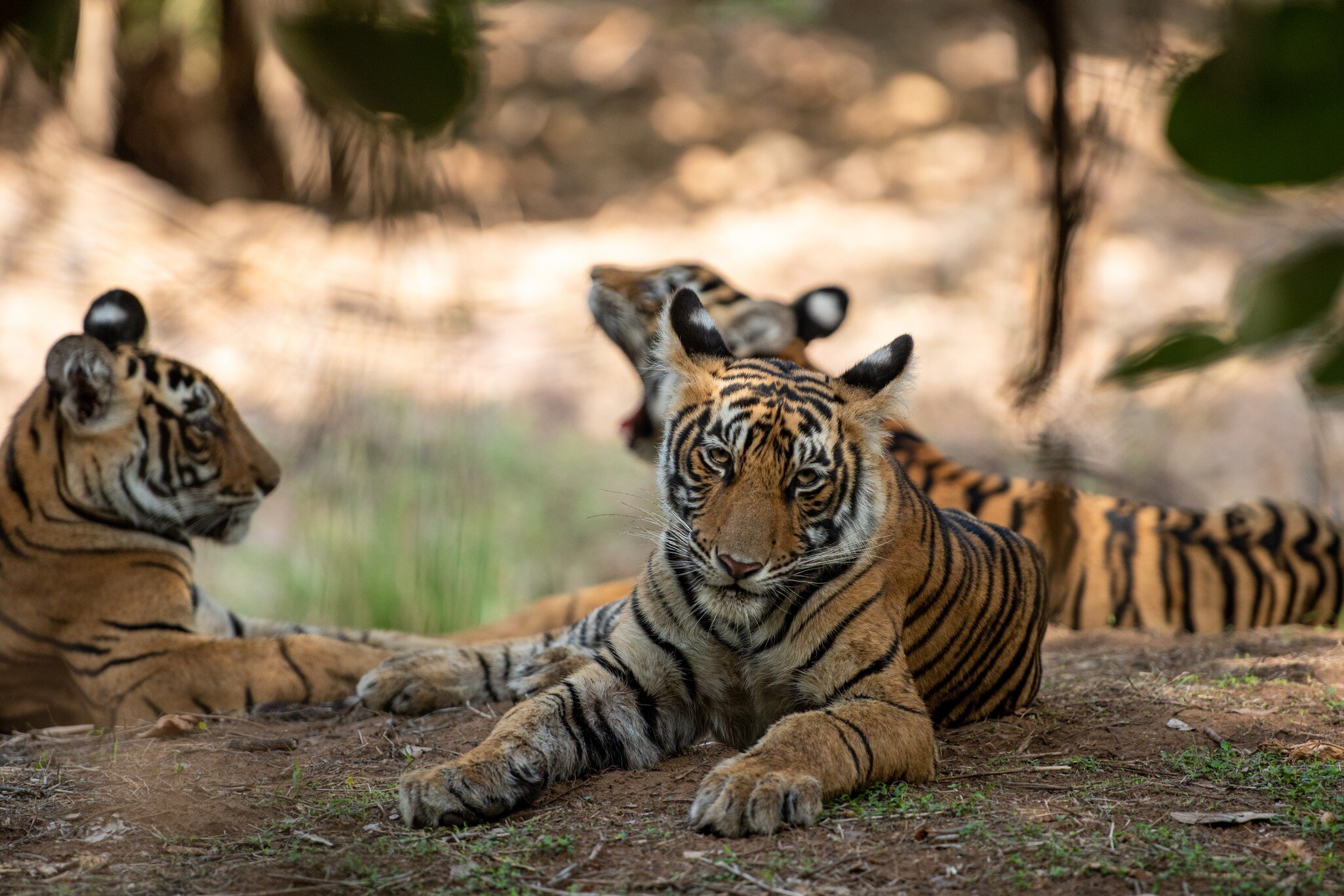 Tigers at the Sariska Tiger Reserve in Rajasthan, India.