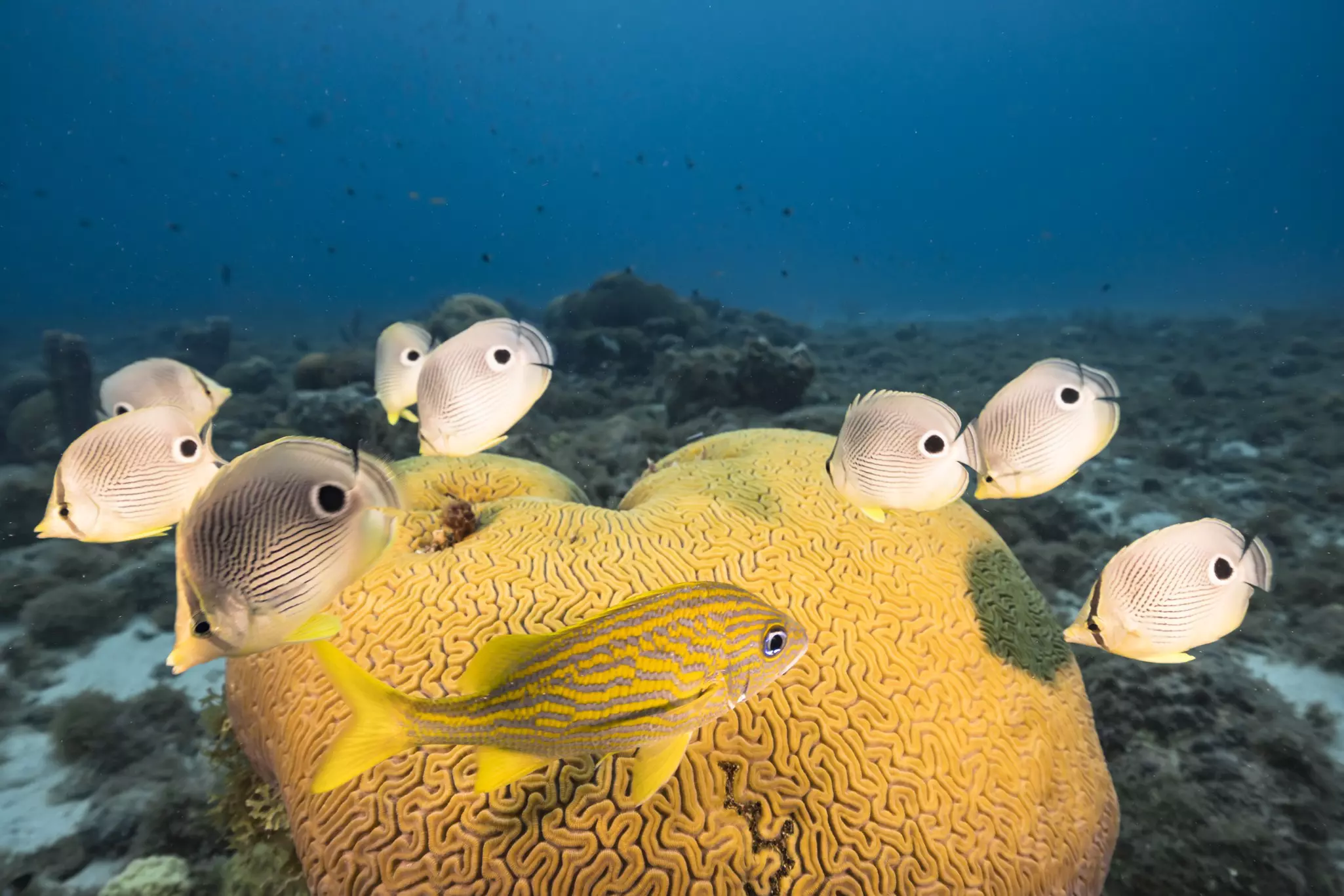 Seascape with butterflyfish while spawning of Grooved Brain Coral in coral reef of Caribbean Sea, Curaçao