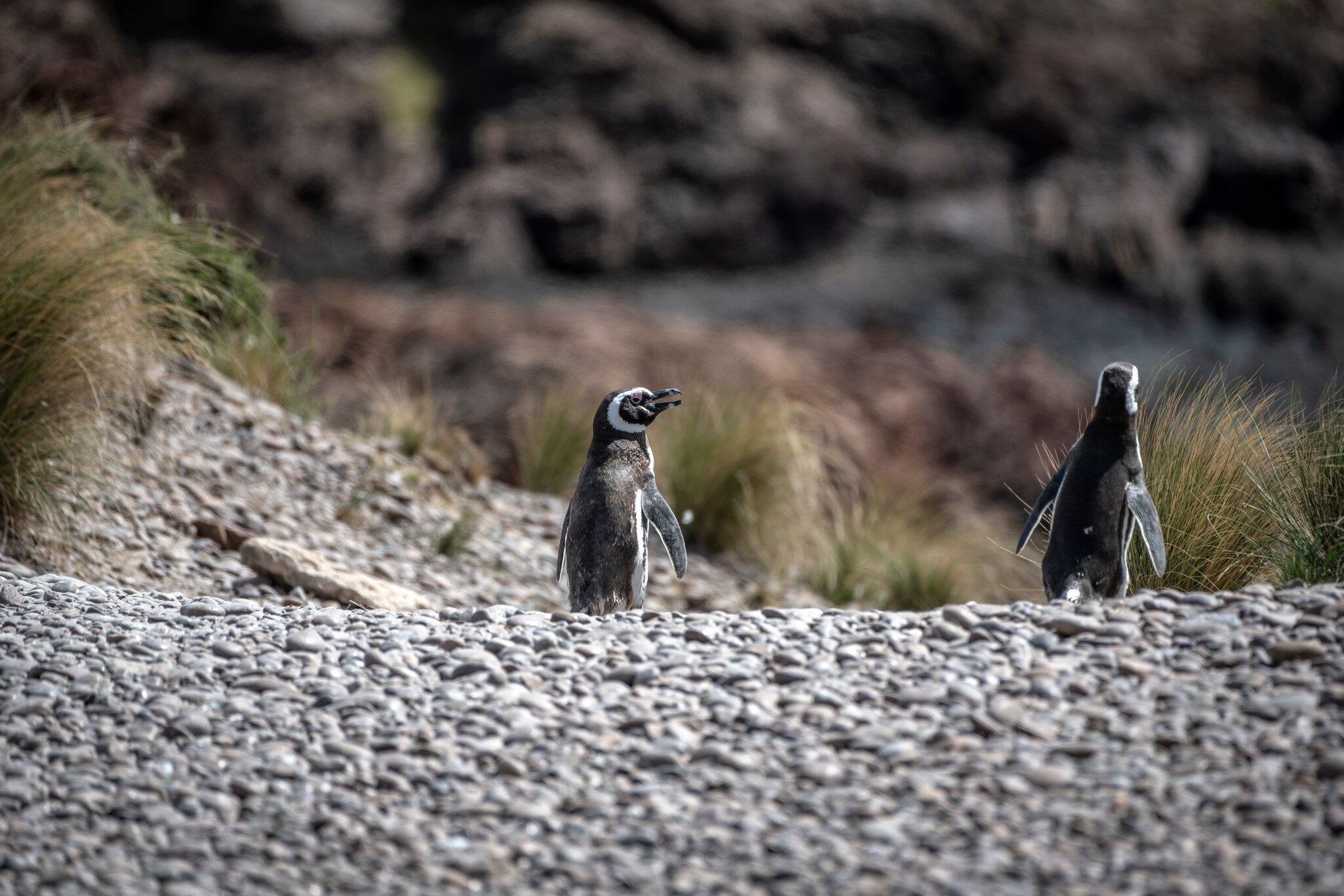 Two penguins walk along the beach towards the Cabo Dos Bahias penguin rookery in Camarones, Chubut, Patagonia, Argentina.