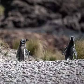 Two penguins walk along the beach towards the Cabo Dos Bahias penguin rookery in Camarones, Chubut, Patagonia, Argentina.