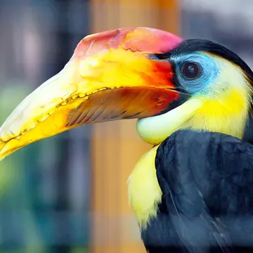 Salt Lake City, Utah - Aug 2016: Colorful Bird, at the Tracy Aviary

by Fsendek/Shutterstock
