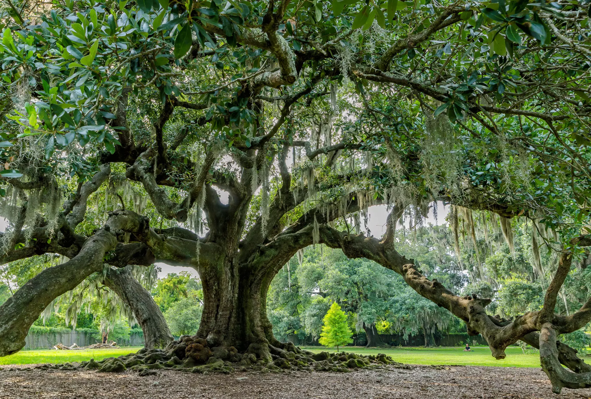A large, leafy green tree with wide, low branches.