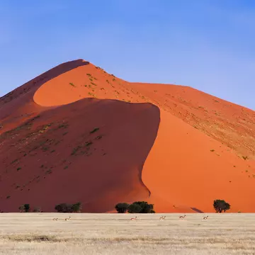 Springbok passing in front of a red dune in Sossusvlei