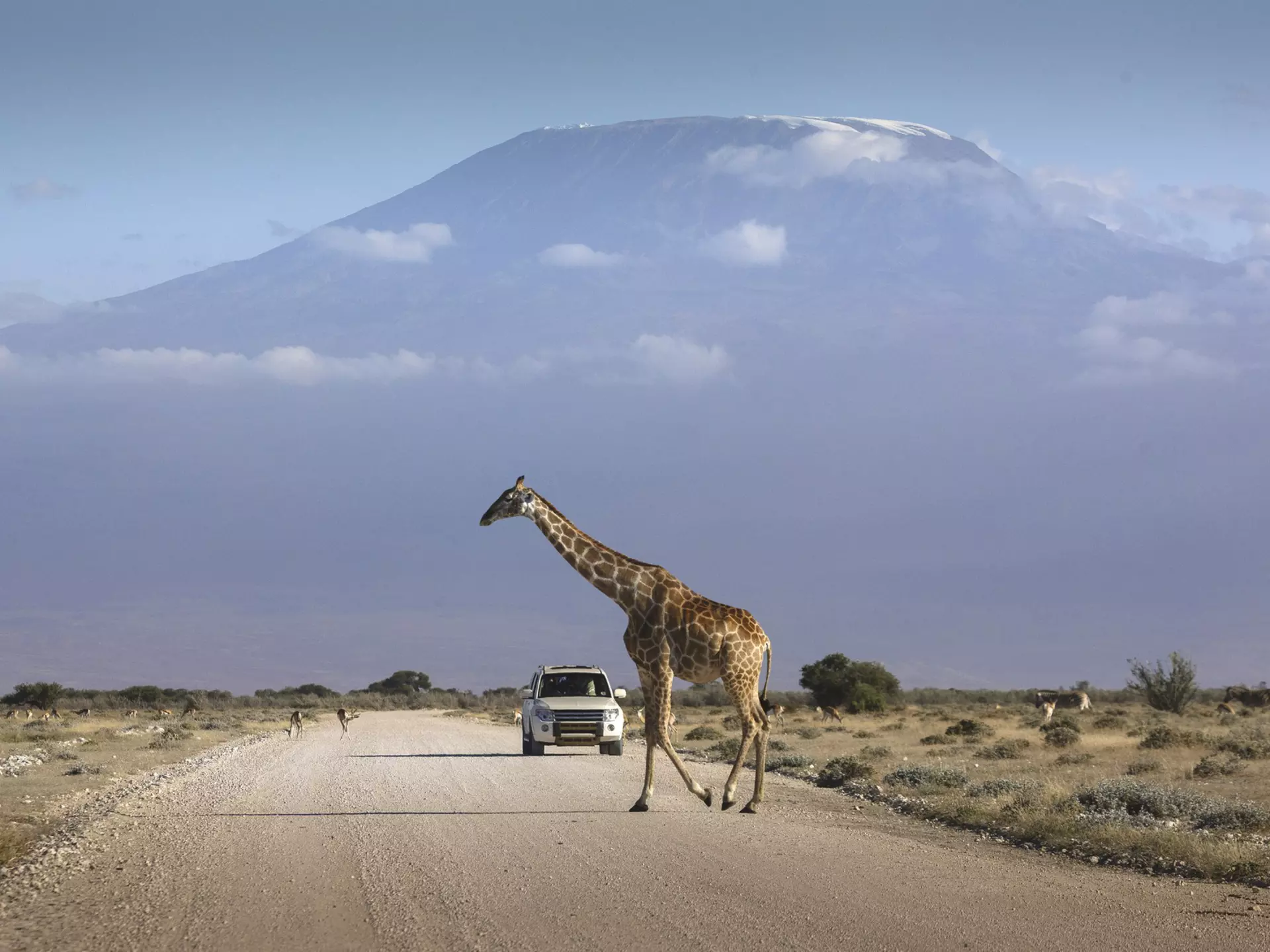 A car stopped on an african road in the amboseli park under mount Kilimanjaro while a giraffe is crossing the road